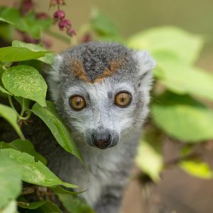 Crowned Lemur, CWP, UK