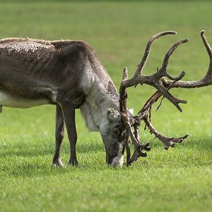 Reindeer, CWP, UK