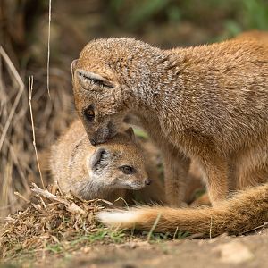 Yellow Mongoose pup, CWP, UK