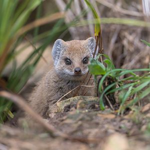 Yellow Mongoose pup, CWP, UK