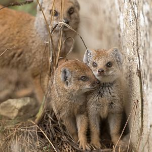 Yellow Mongoose pups, CWP, UK