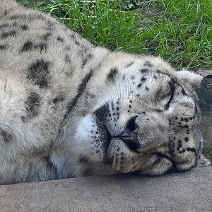 Sleeping Snow Leopard Close Up