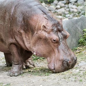 River Hippo, Petal (f) - September 27th, 2025