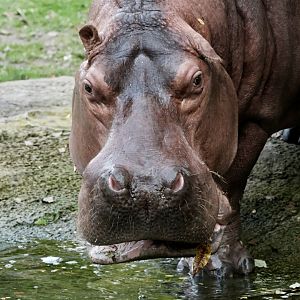 River Hippo, Petal (f) - September 27th, 2025