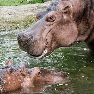 River Hippo, Petal (f) upper right, Perky (f) lower left - September 27th, 2025