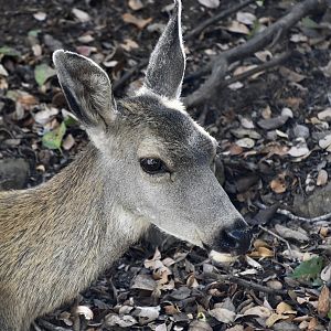 Mule Deer (Odocoileus hemionus) female