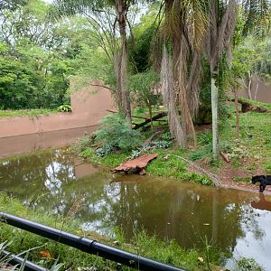 Jaguar exhibit - RBBV (ZRRL)