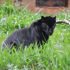 Jaguar - RBBV (ZRRL)