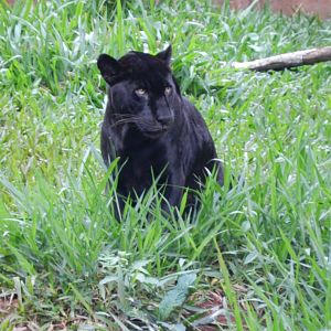 Jaguar - RBBV (ZRRL)