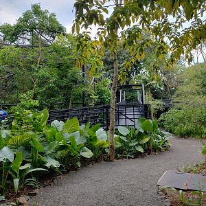 Harpy eagle elevated pathway - RBBV (ZRRL)