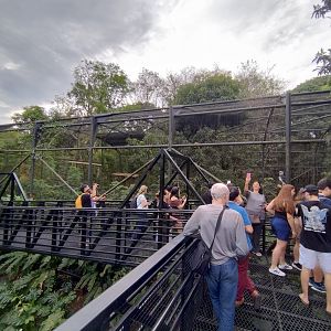 Harpy eagle elevated pathway - RBBV (ZRRL)