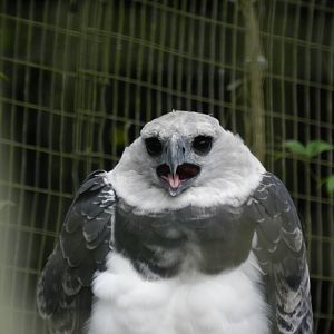 Juvenile harpy eagle - RBBV (ZRRL)