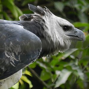 Juvenile harpy eagle - RBBV (ZRRL)