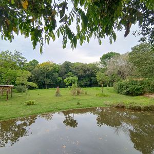 Marsh deer exhibit - RBBV (ZRRL)
