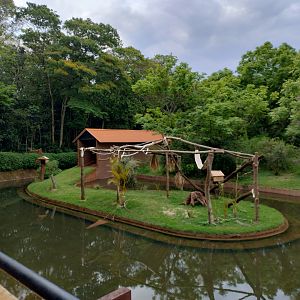 Capuchin monkey island - RBBV (ZRRL)