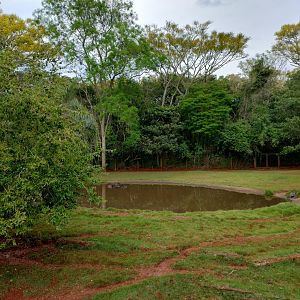 Lowland tapir/peccary exhibit - RBBV (ZRRL)