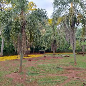 Lowland tapir/peccary exhibit - RBBV (ZRRL)