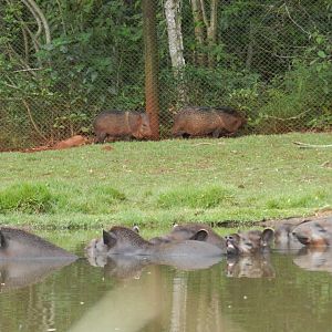 Lowland tapirs and peccaries - RBBV (ZRRL)