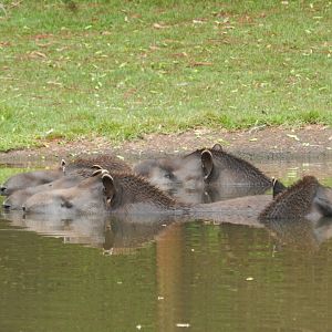 Lowland tapirs - RBBV (ZRRL)