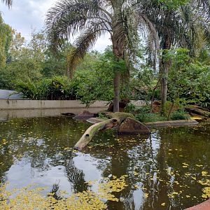Neotropical otter exhibit - RBBV (ZRRL)