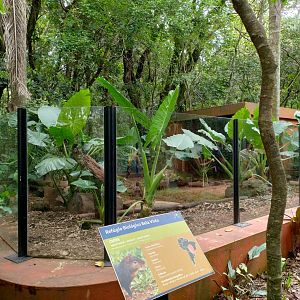 Agouti exhibit - RBBV (ZRRL)