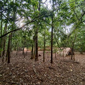 Small red brocket deer exhibit - RBBV (ZRRL)