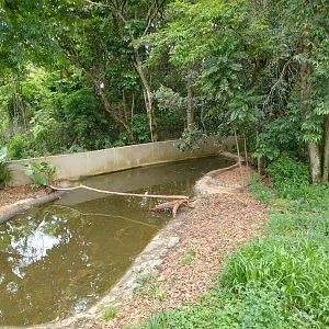 Broad-snouted caiman exhibit - RBBV (ZRRL)