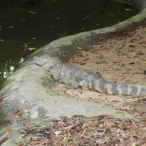 Broad-snouted caiman - RBBV (ZRRL)