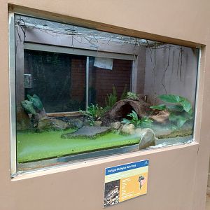 Cururu toad exhibit - RBBV (ZRRL)