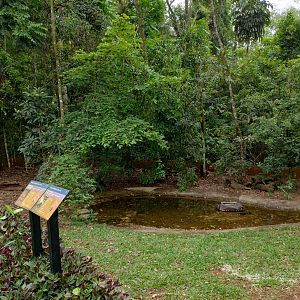 Red-footed tortoise exhibit - RBBV (ZRRL)