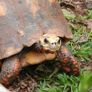 Red-footed tortoise - RBBV (ZRRL)