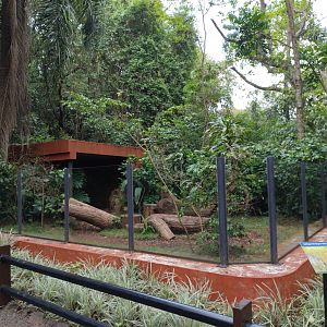 Hoary fox exhibit - RBBV (ZRRL)