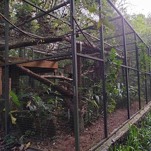 Margay exhibit - RBBV (ZRRL)