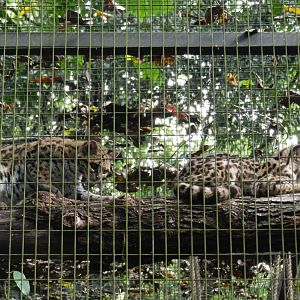 Margay pair - RBBV (ZRRL)