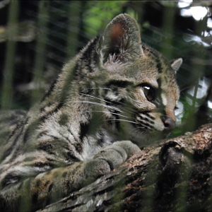 Margay - RBBV (ZRRL)