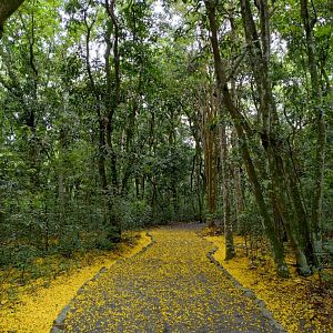 Pathway - RBBV (ZRRL)