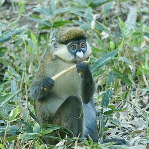 Schmidt's Red-Tailed Geunon - Cercopithecus ascanius schmidti - PECO Primate Reserve