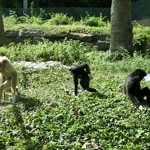 White-handed Gibbon - Hylobates lar - PECO Primate Reserve