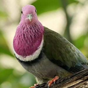 Pink-headed Fruit Dove - Ptilinopus porphyreus - McNeil Avian Center