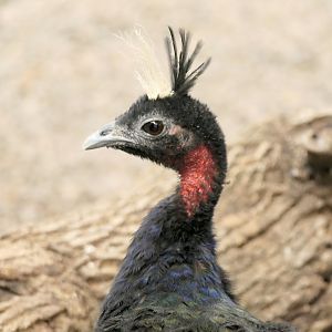 Congo Peafowl - Afropavo congensis - McNeil Avian Center