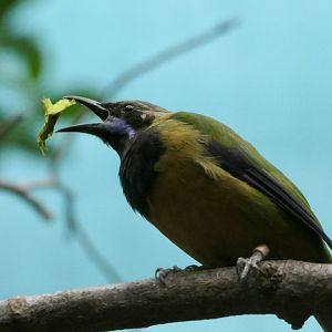 Orange-bellied Leafbird - Chloropsis hardwickii - McNeil Avian Center