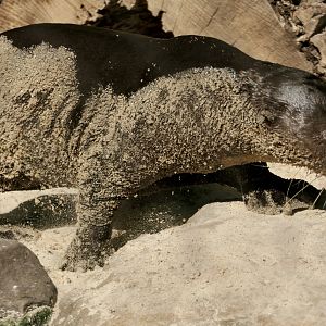 Giant Otter - Pteronura brasiliensis - Water is Life