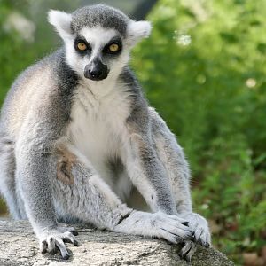 Walk-through Ring-tailed Lemur exhibit - Lemur catta - PECO Primate Reserve