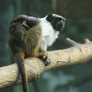 Pied Tamarin - Saguinus bicolor - Rare Animal Conservation Center