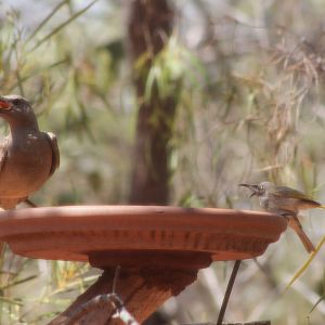 Great Bowerbird and Brown Honeyeaters