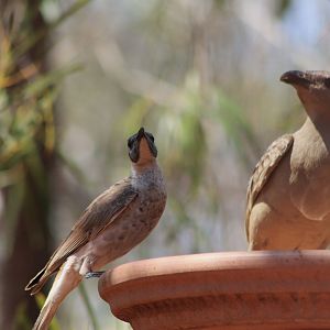 Great Bowerbird and Little Friarbird