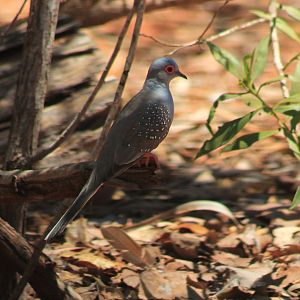 Diamond Dove (Geopelia cuneata)