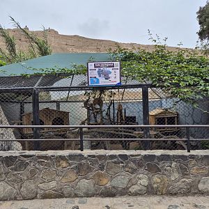 Northern Colocolo exhibit