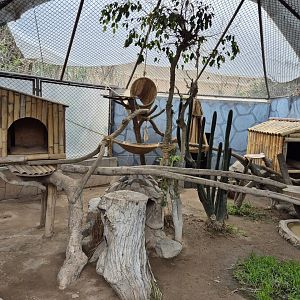 Northern Colocolo exhibit