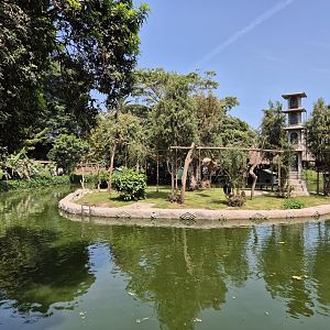 Monkey Island,  Zona Selva